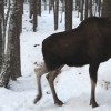 Rapport fra 4.divisjon Østerdalen