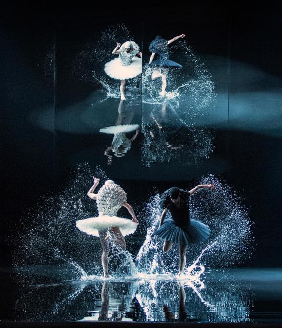A swan lake 1